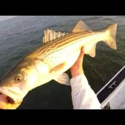 Maxel Hybrid Star Drag Reels Color Black/Gunsmoke -Reels Sales Store image 417