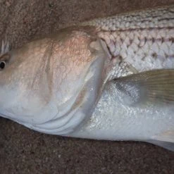 Penn Slammer III Spinning Reels 10 Penn Slammer III Spinning Reels -Reels Sales Store image 438