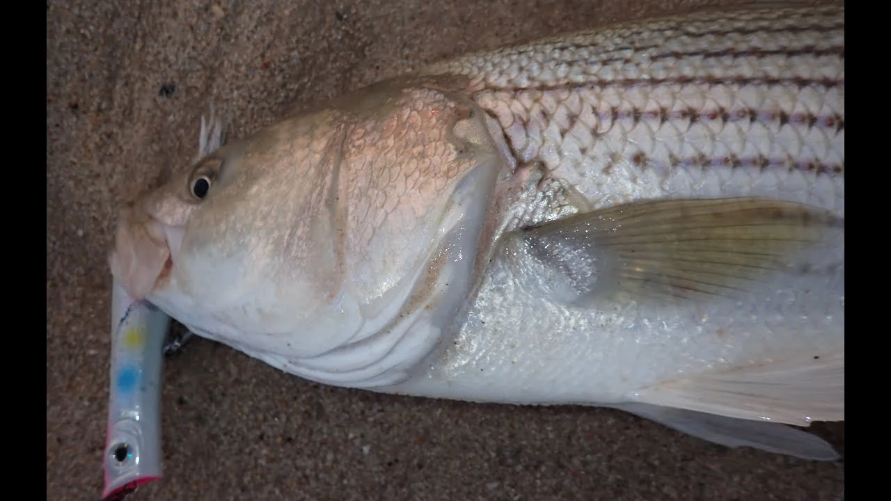 Penn Slammer III Spinning Reels 5 Penn Slammer III Spinning Reels - Image 5